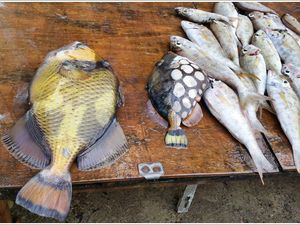 Les poissons d'avril de Mauritius.