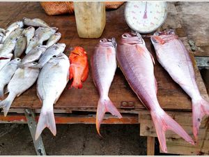 Les poissons d'avril de Mauritius.