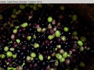 Quai...La Cueillette des olives à Cami Rossi (Skikda)