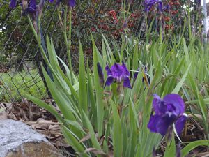     Après avoir repris sur 100m la route vers Saint André de Sangonis, on bifurque sur la droite en admirant sur le talus les iris déjà en fleurs début janvier!