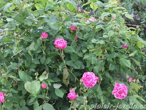 b9. Les rosiers en F. de Fa à Fj.