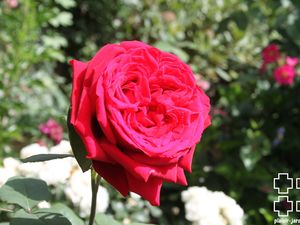  b9. Les rosiers en B. de Bl. à Bo.