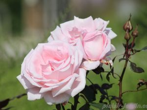 b9. Les rosiers en H. de Ha à He.