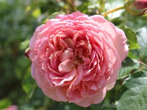 b9. Les rosiers en J. de Ju à Jz.