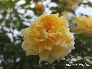 b9. Les rosiers en N. de Na à Ne