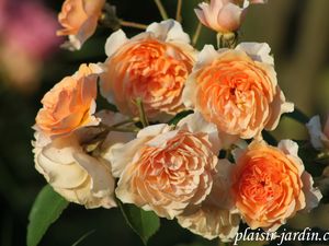 b9. Les rosiers en P. de Pc à Ph.