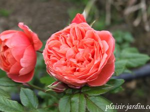 b9. Les rosiers en S. de Sp. à Sz.