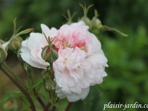 b9. Les rosiers en Rh à Ros.