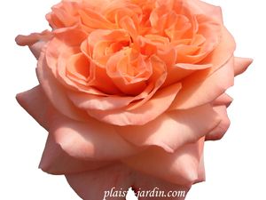 b9. Les rosiers en Re.