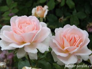 b9. Les rosiers en S. de Sp. à Sz.