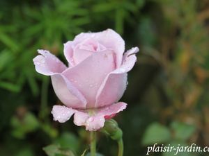 b9. Les rosiers en S. de Si. à So.