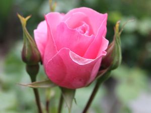 b9. Les rosiers en Q. et Ra