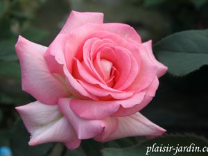 b9. Les rosiers en X. Y. et Z.