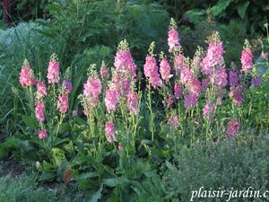 Le Verbascum phoeniceum 'rosetta'