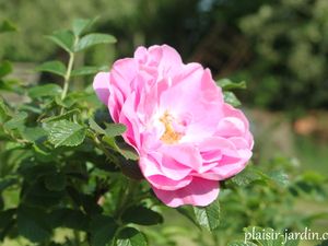 Les rosiers rugosas (suite)