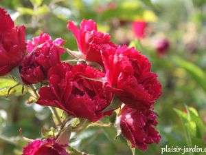 Les rosiers rugosas (suite)