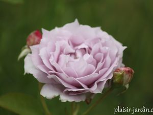 Le rosier 'Novalis'
