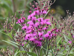 Le Vernonia crinita 'Mammuth'