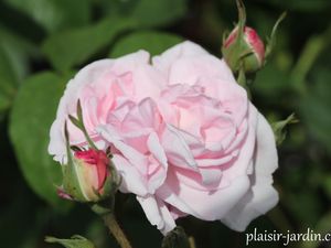 Le rosier Fantin Latour