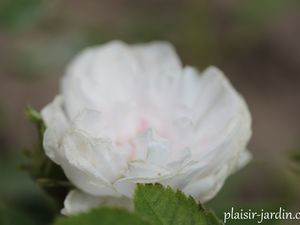 5 rosiers centifolias