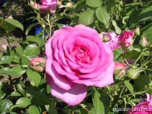 Le rosier 'Saint Yrieix sous Aixe'