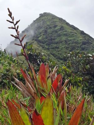 Piton Dumauzé