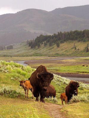 Yellowstone