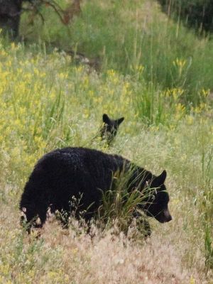 Yellowstone