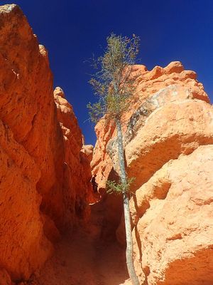 Red Canyon