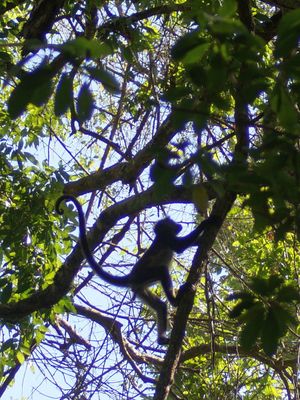 De Tikal à Rio Dulce