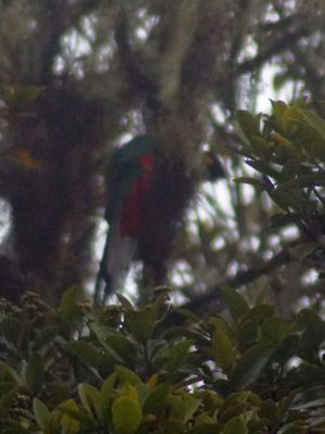 Los Quetzales