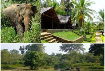 Un safari au parc d'Uda Walawe au Sri Lanka, ça vous tente ?