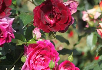 Le rosier 'Burgundy Ice'
