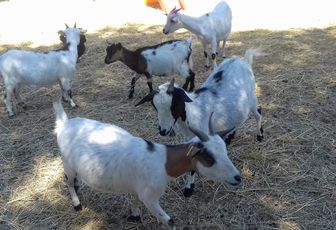 A la ferme de Velaux