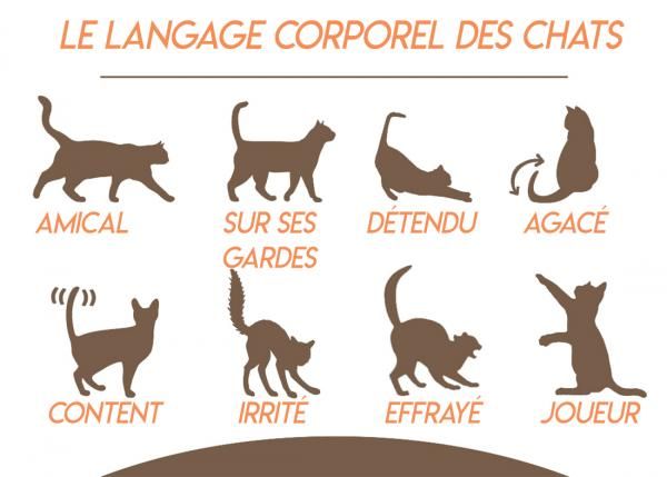 Le Langage Corporel Du Chat Le Chat Mon Amour Pour La Vie Le Langage Corporel Du Chat Le Chat Mon Amour Pour La Vie