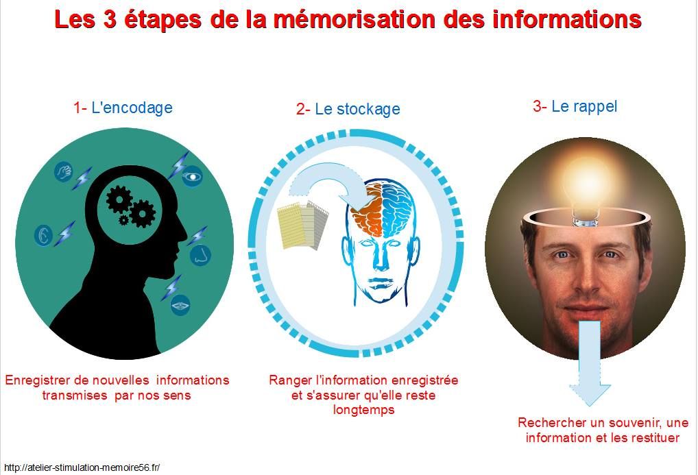 "Les 3 etapes de la memorisation des informations" "atelier-stimulation-memoire56.fr"