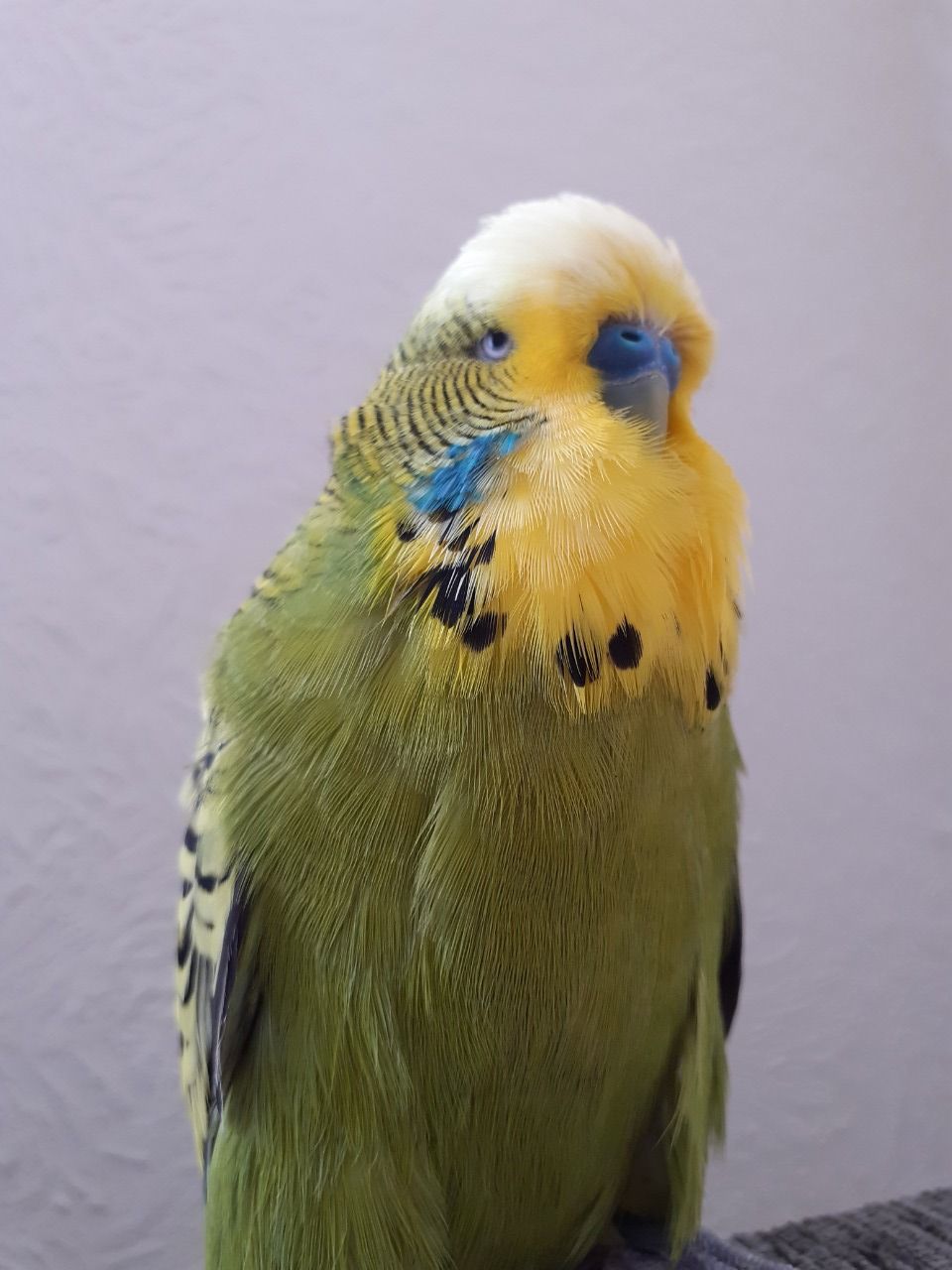 Budgie Needs Loving Home - ADOPT AND BUY YOUR PARROT