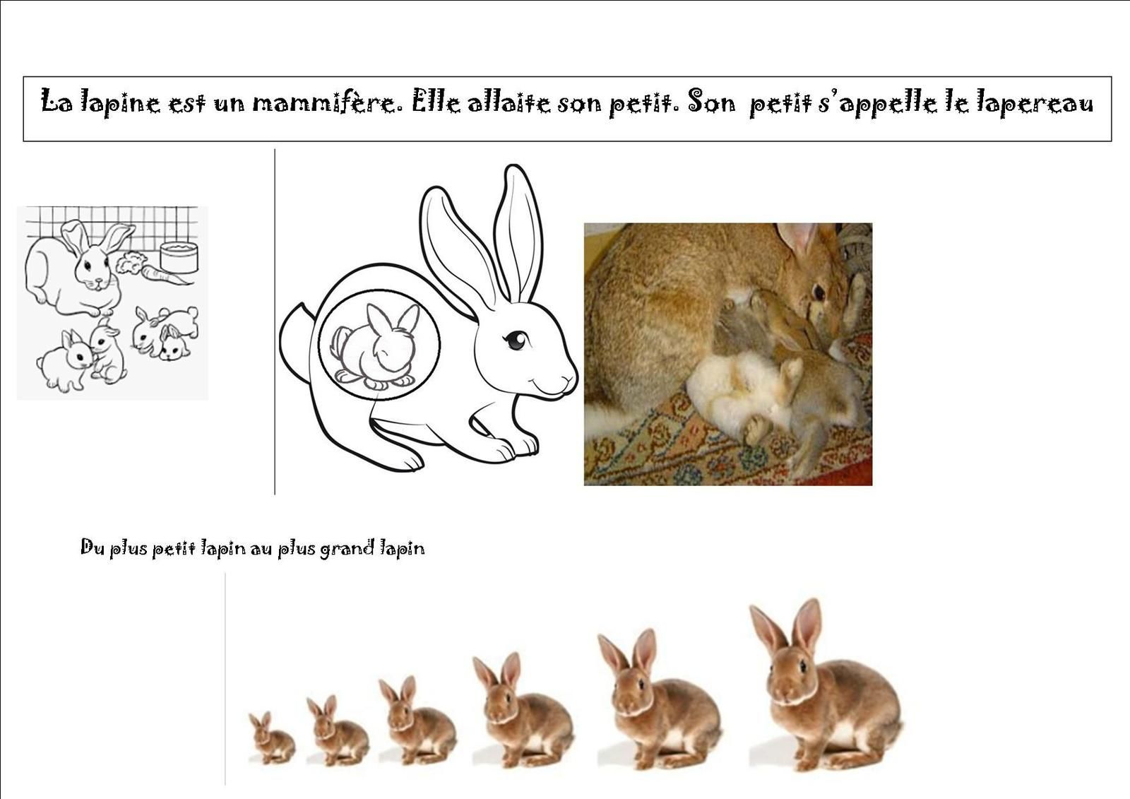 Langage La Fiche D Identite La Famille De Le Lapin Maternelle Gringoire Langage La Fiche D Identite La Famille De Le Lapin Maternelle Gringoire