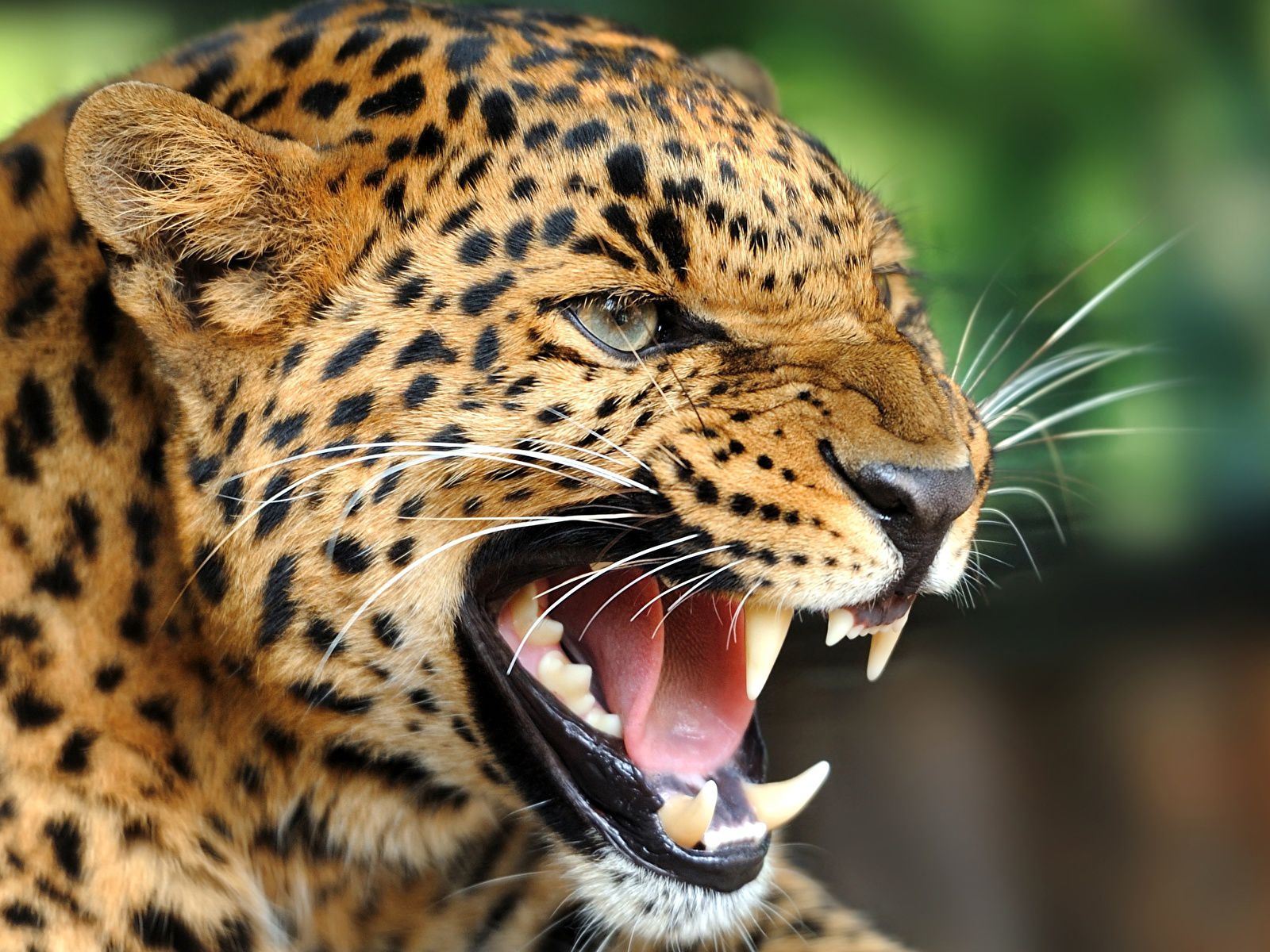 jaguar animal hunting