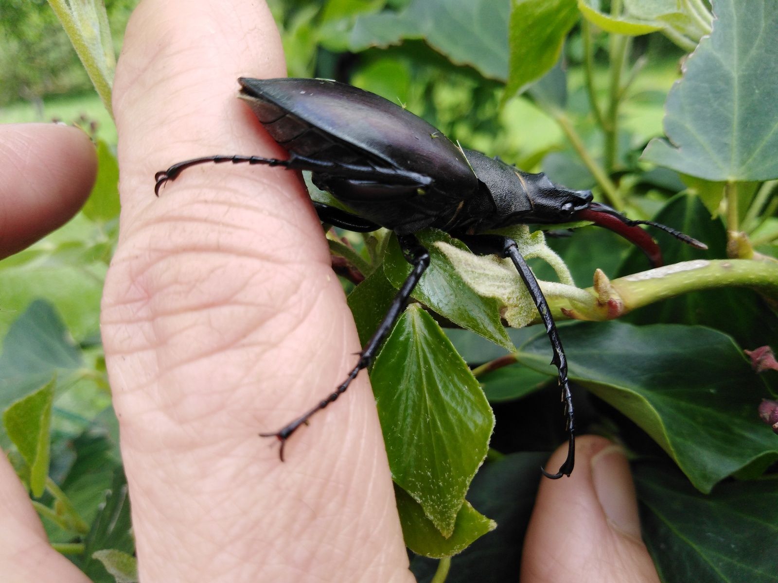 Decouverte Du Monde Les Insectes En Maternelle Le Lucane Cerf Volant La Classe Des Petits Lapins