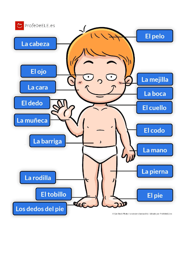 Las partes del cuerpo (les parties du corps) - Espagnol : collège ...