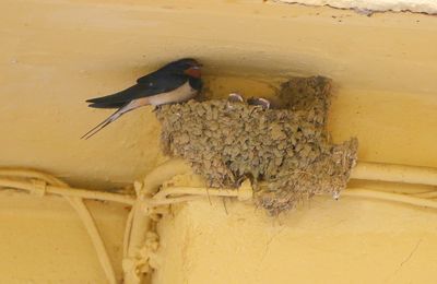 A CÉRET, L'HIRONDELLE FAIT LE PRINTEMPS...