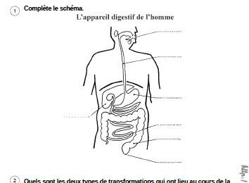 La digestion CM1-CM2 - Fée des écoles