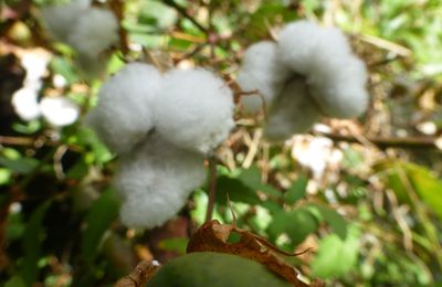 RÃ©sultat de recherche d'images pour "une fleur de coton recouvrant un chrysantheme au japon"