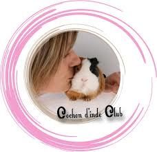 gain de poids de cochon d inde grossesse