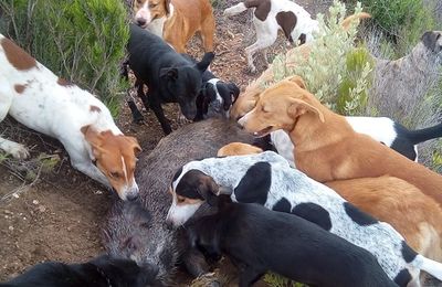 Proverbes De Chasse Chasse à Skikda