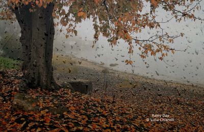 Risultato immagini per dylan thomas il gobbetto nel parco