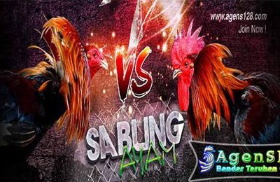 Ciri Khas Sisik Ayam Petarung Yang Berkualitas Tinggi