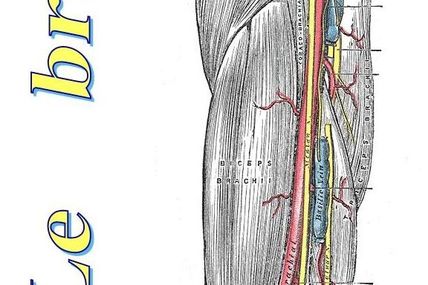anatomie humaine : les bras