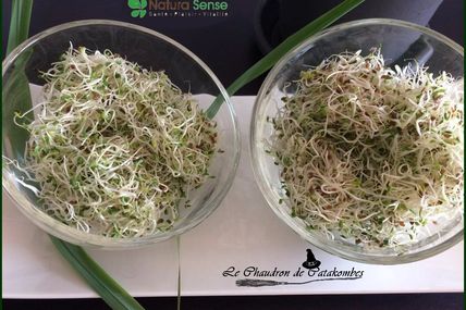 Graines germées d'Alfalfa (la pousse au jour le jour)